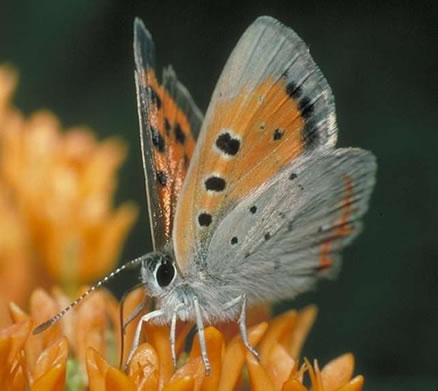 American Copper (Lycaena phlaeas)