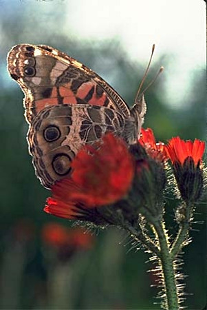 American Lady Butterfly