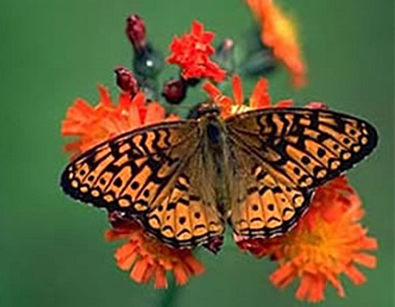 Atlantis Fritillary Butterfly