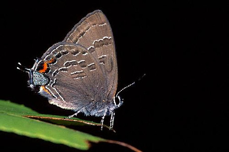 Banded Hairstreak