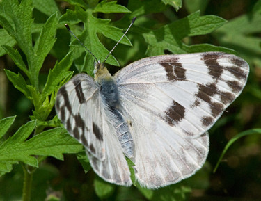 Female Checkered White