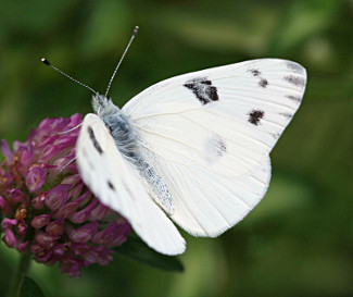 Checkered White