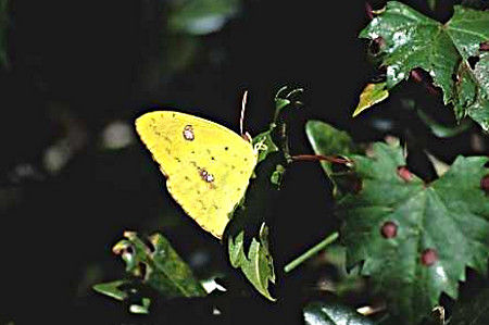 Clouded Sulphur Butterfly