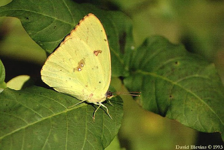 Cloudless Sulphur