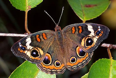 Common Buckeye