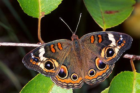 Common Buckeye Butterfly