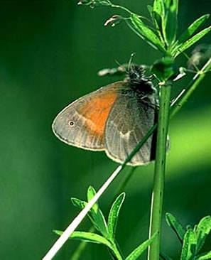 Common Ringlet Butterfly