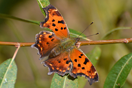 Eastern Comma Butterfly