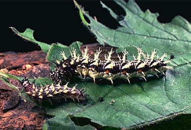 Eastern Comma Caterpillar 