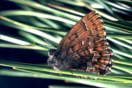 Eastern Pine Elfin (Callophrys niphon)