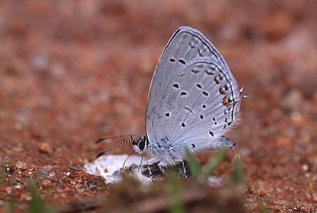 Eastern Tailed-Blue (Cupido comyntas)