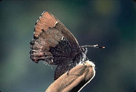 Henry's Elfin (Callophrys henrici)