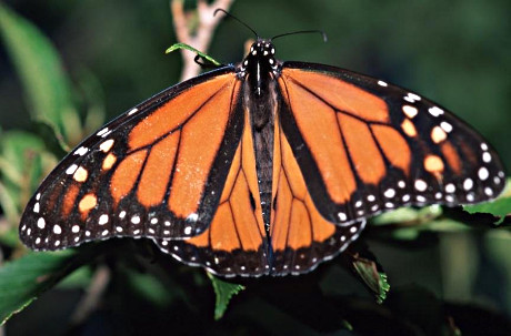 Monarch Butterfly