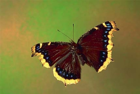 Mourning Cloak Butterfly