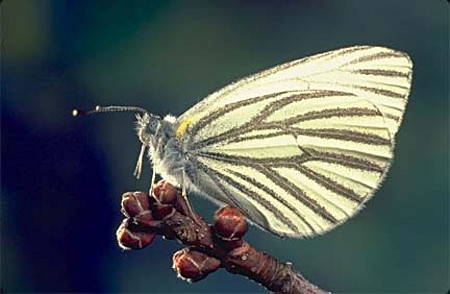 Mustard White Butterfly