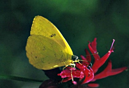 Orange-barred Sulphur Butterfly