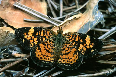 Pearl Crescent Butterfly