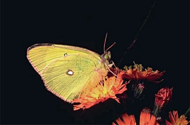 Pink-edged Sulphur