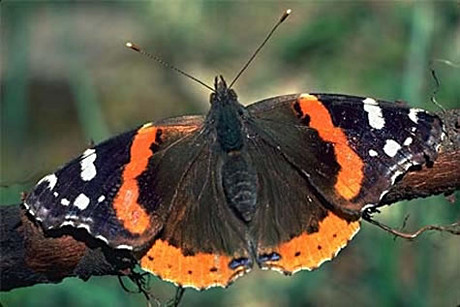 Red Admiral Butterfly