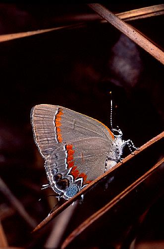 Red-banded Hairstreak