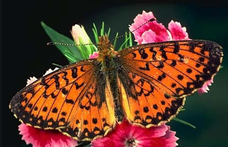 Silver-bordered Fritillary