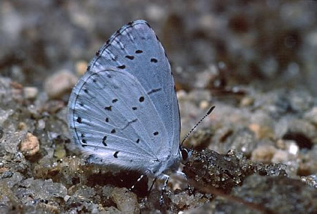 Spring Azure (Celastrina ladon)