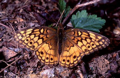 Variegated Fritillary