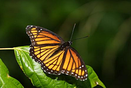 Viceroy Butterfly