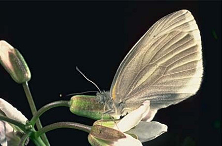 West Virginia White Butterfly