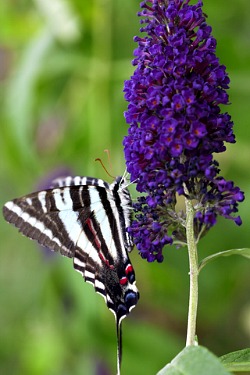 Zebra Swallowtail (Eurytides marcellus)