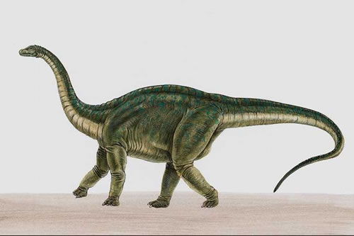 Apatosaurus