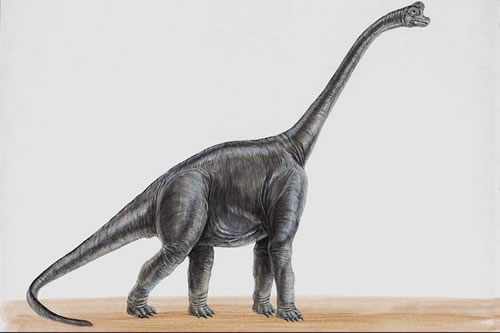 Brachiosaurus