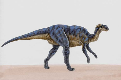 Brachylophosaurus