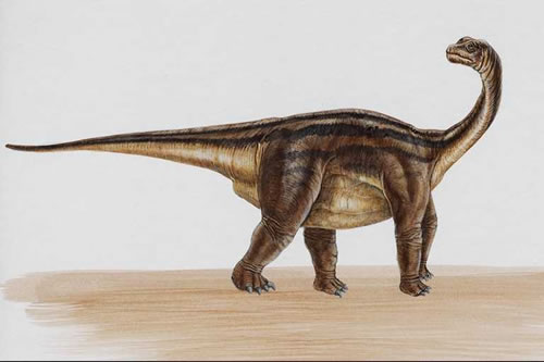 Camarasaurus