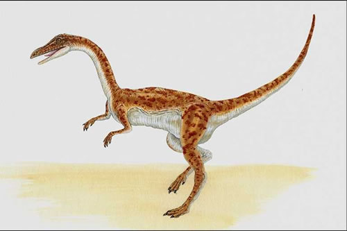 Coelophysis