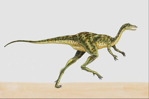 Coelurus