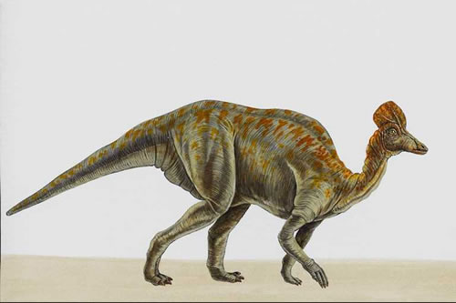 Corythosaurus070.jpg