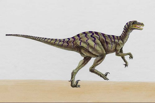 Dromaeosaurus