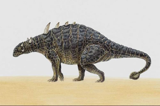 Euoplocephalus