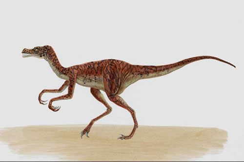 Ornitholestes