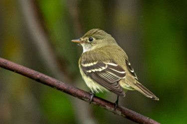 Alder Flycatcher