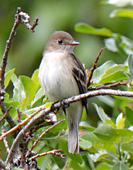 Alder Flycatcher