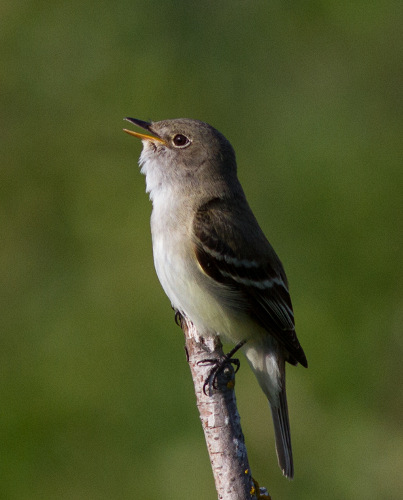 Alder Flycatcher