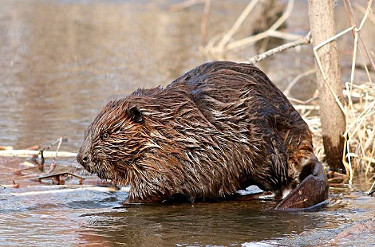 American Beaver