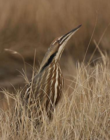 American Bittern