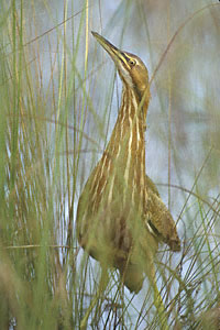 American Bittern