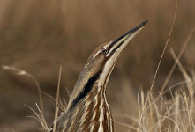 American Bittern