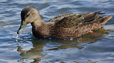 Female American Black Duck 