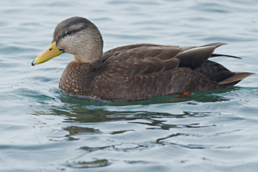 American Black Duck