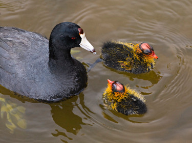 American Coot with Chicks